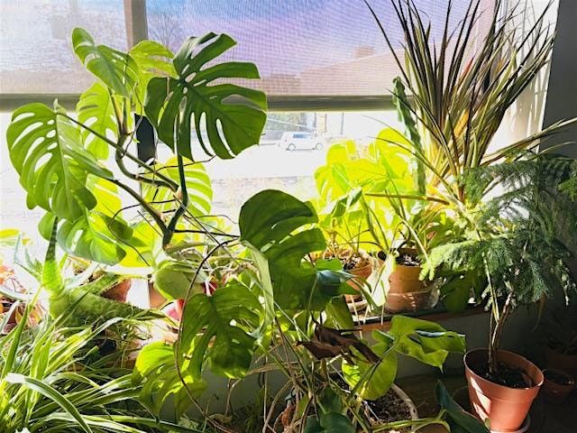 Houseplant Care & Propagation