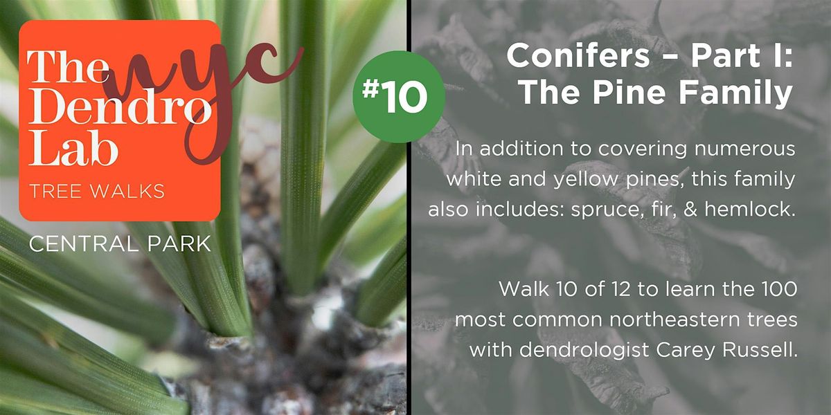 Conifers I - The Pine Family: Tree Identification Workshop (10am-12)