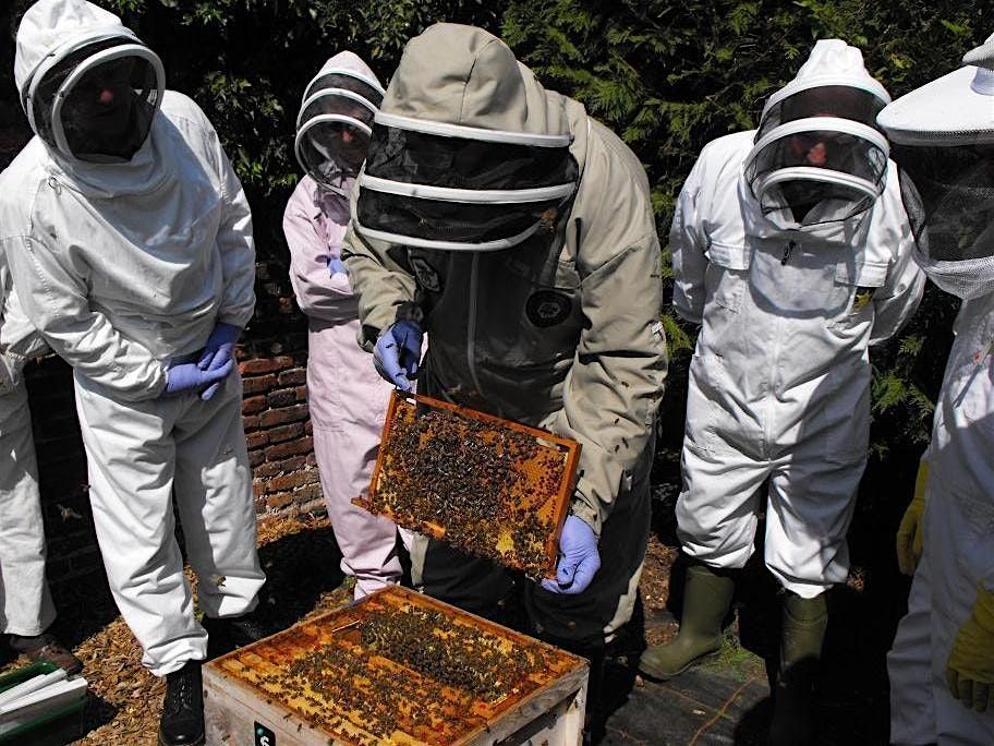 Beginners beekeeping course
