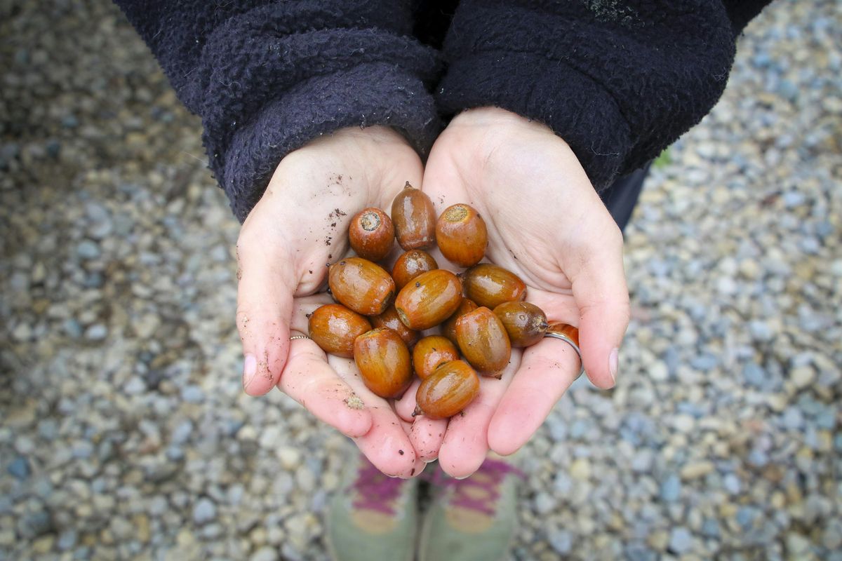 Tree Nursery Volunteer Training