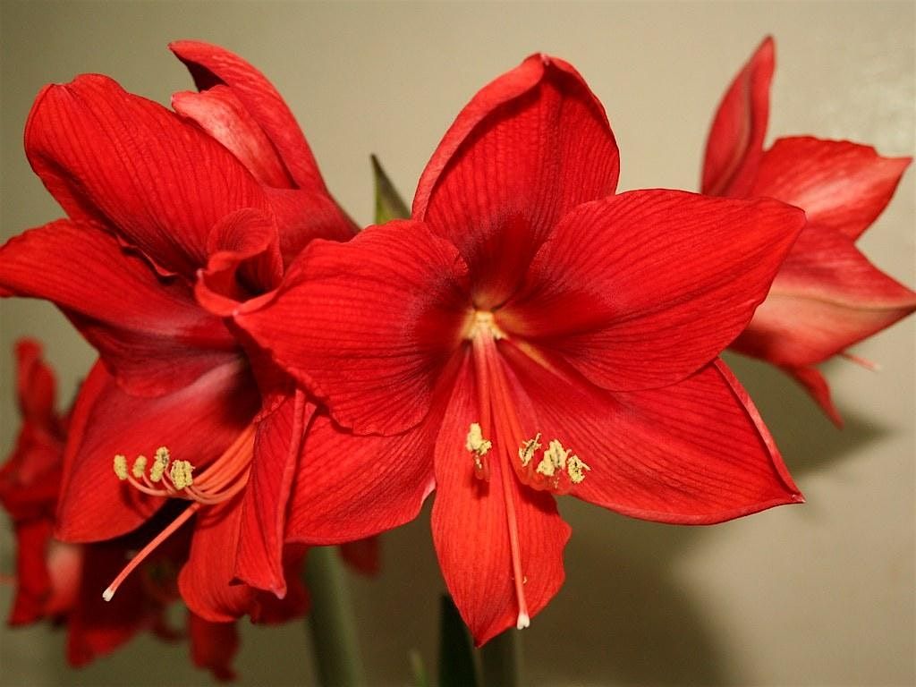 2-14-2026  Amaryllis