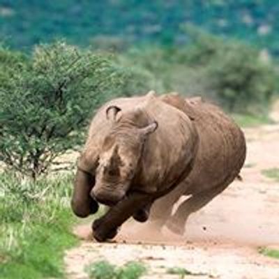 The Running Rhinos