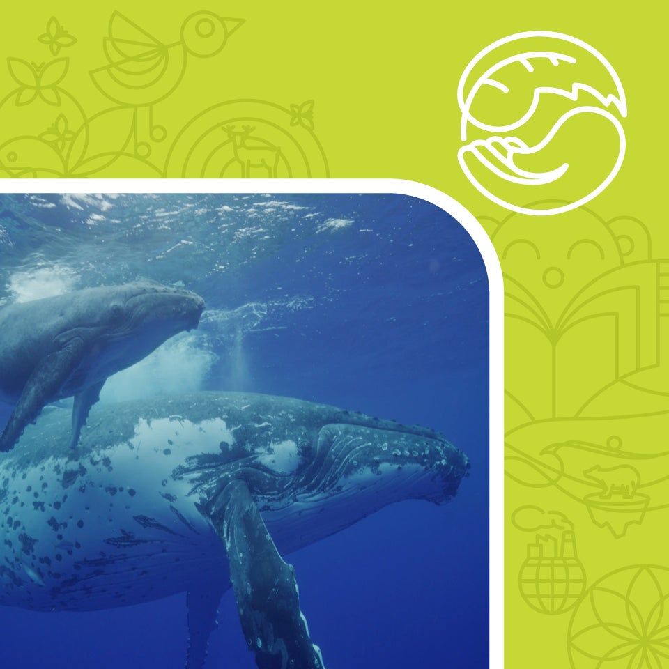 Voice of Nature: The Anthropocene at Lyric Opera House