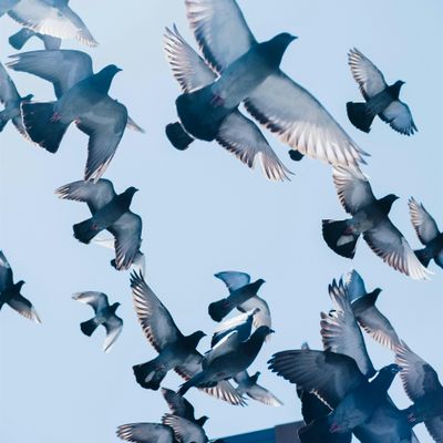 Philly Pigeon Tours