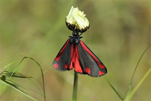 Why we should all love moths