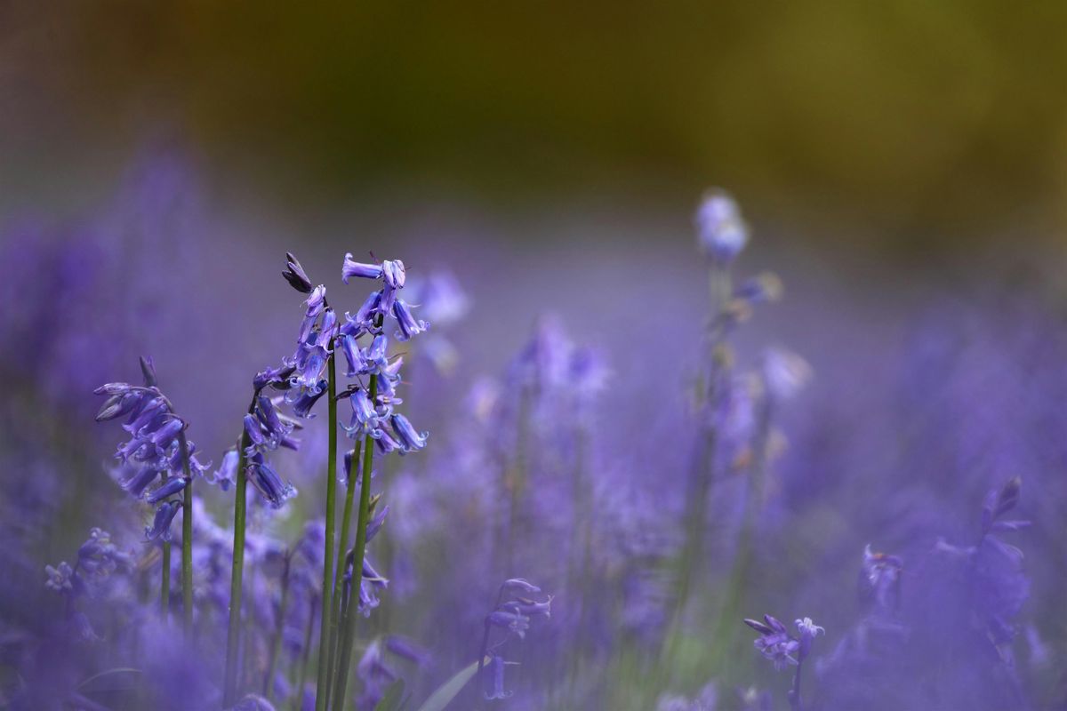 Photography - Beautiful Bluebells