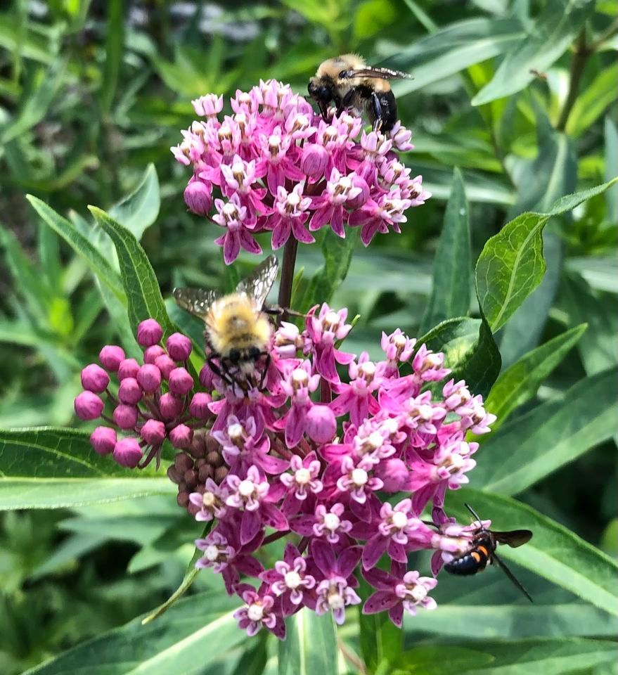 LGS Native Plant Palooza! Robinson Nature Center, Columbia, MD