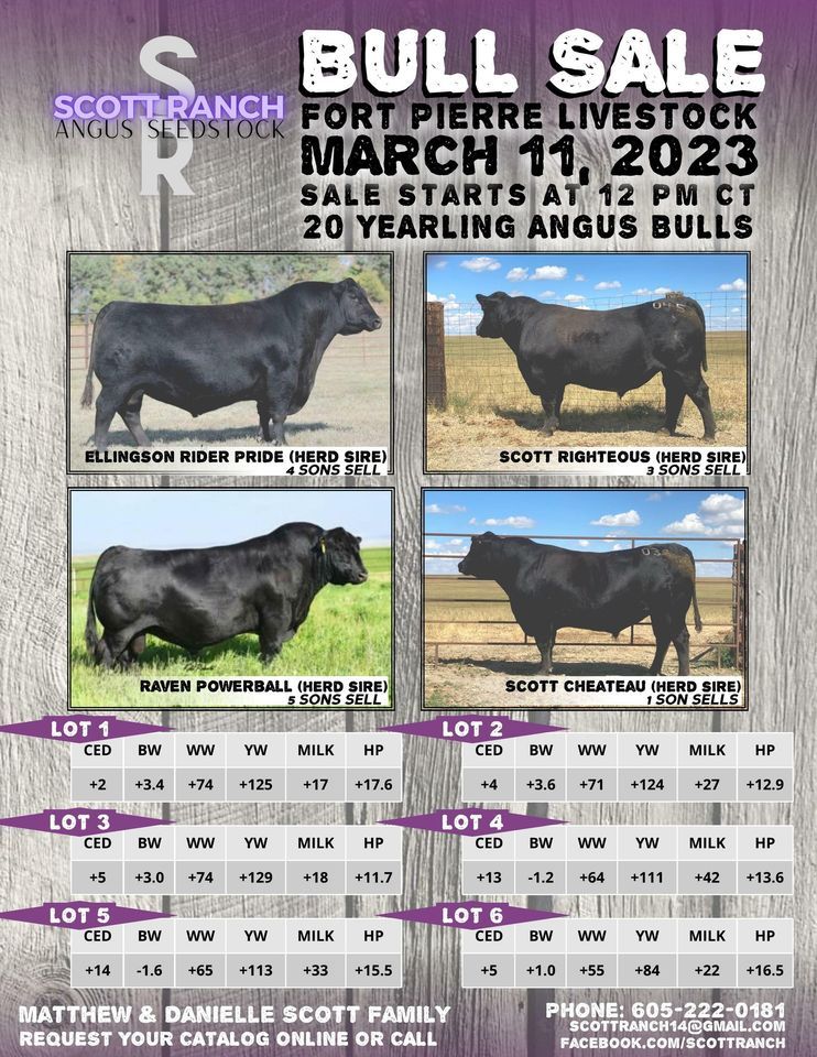2023 Scott Ranch Bull Sale Ft. Pierre Livestock March 11, 2023