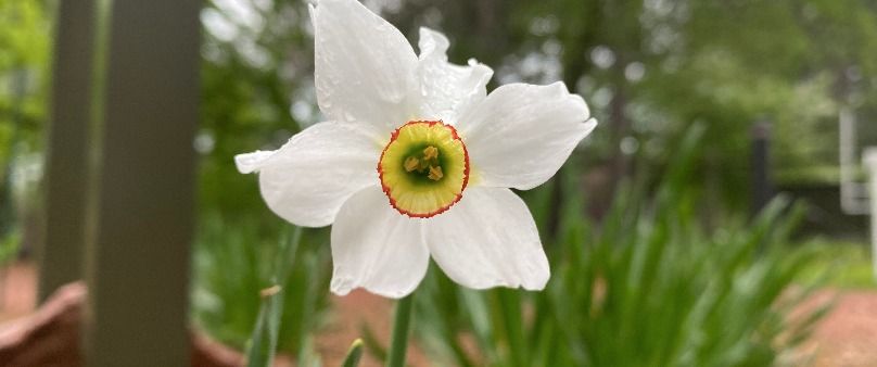 Hands-on Plants Prom Workshop