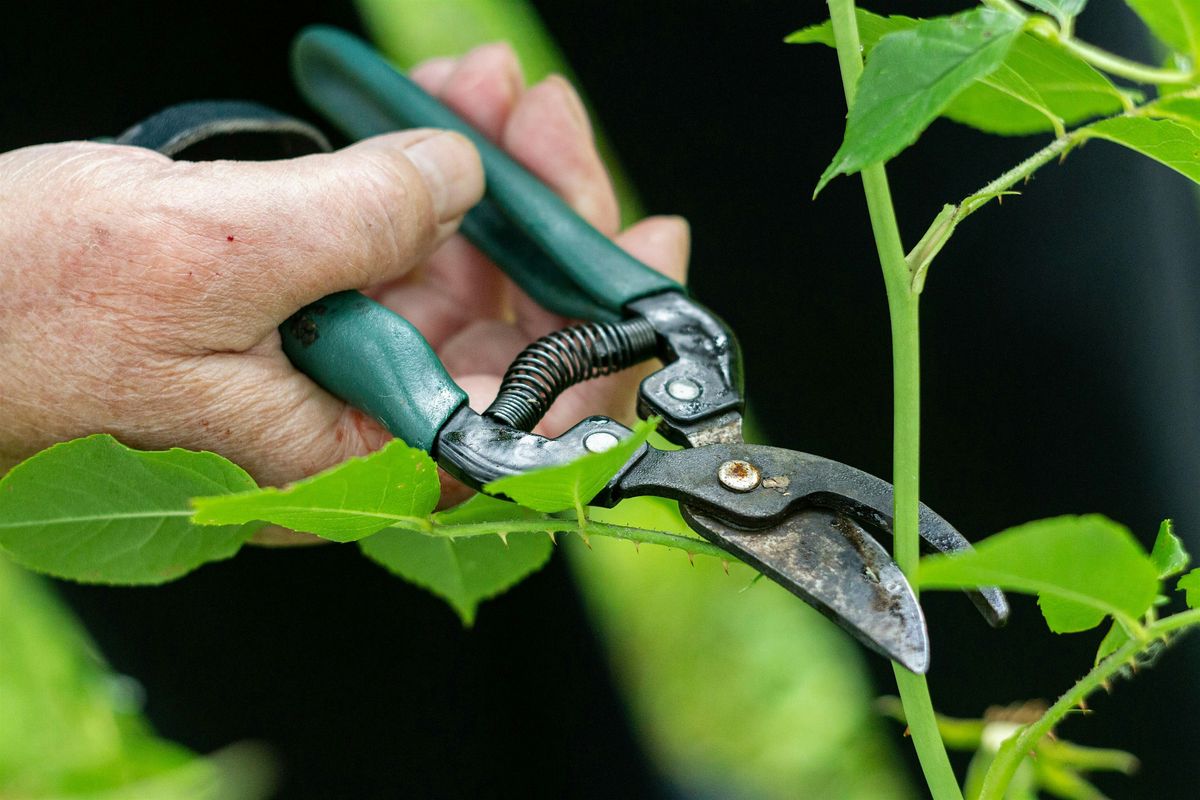 Planting, Establishing & Maintaining Landscape Plants