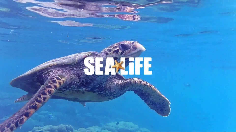 MEET A MERMAID | SEA LIFE Aquarium (Dallas / Fort Worth), Grapevine, TX ...