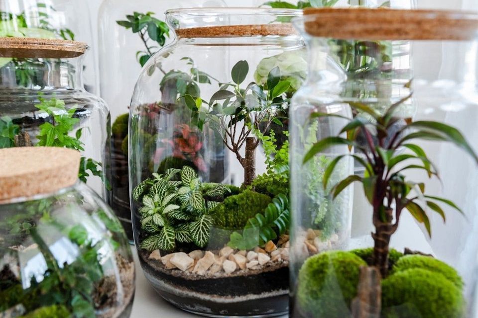 Terrarium Making Class