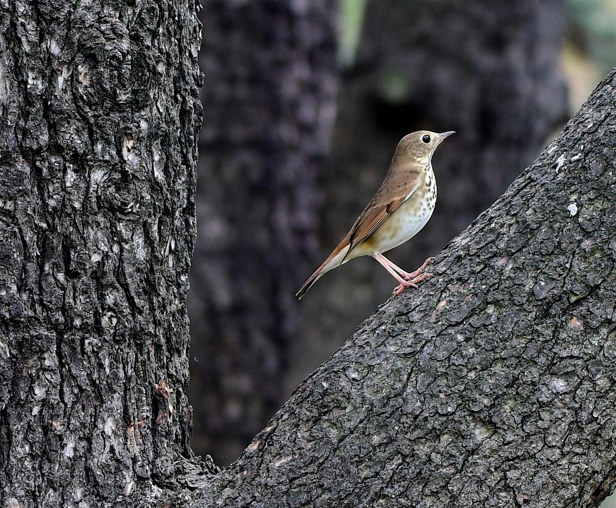 Guided Bird Walks (Multiple Dates)