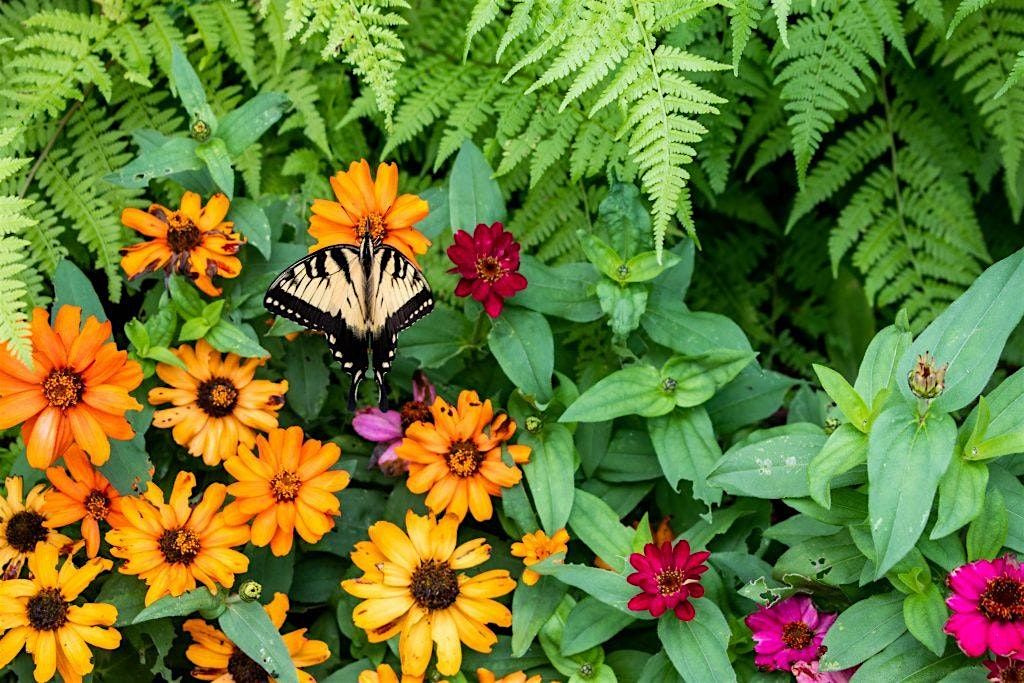 Introduction to Permaculture & Permaculture Plants of Interest