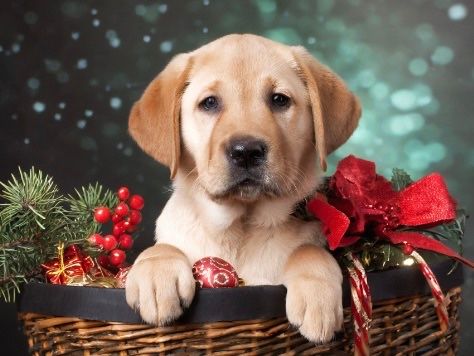 Lab Rescue Holiday Party & Basket Raffle