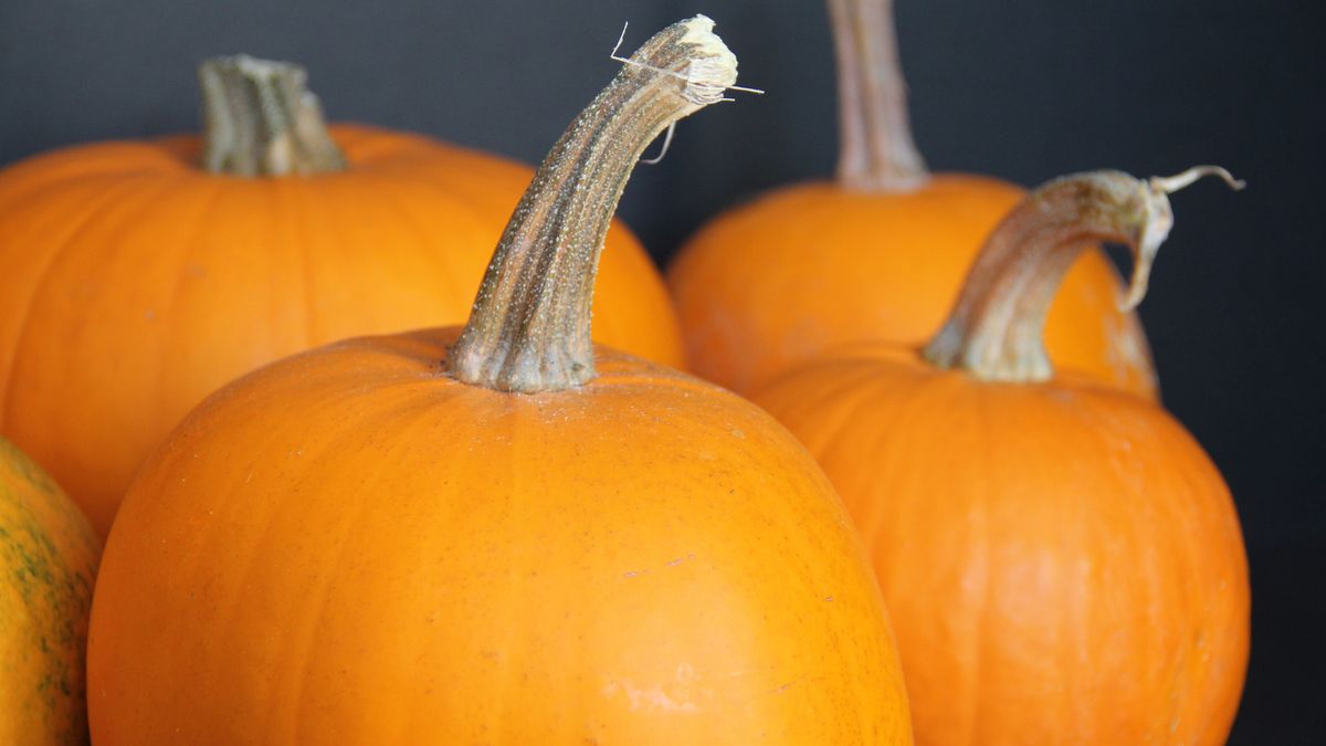 Del Rio Ward Fall Festival