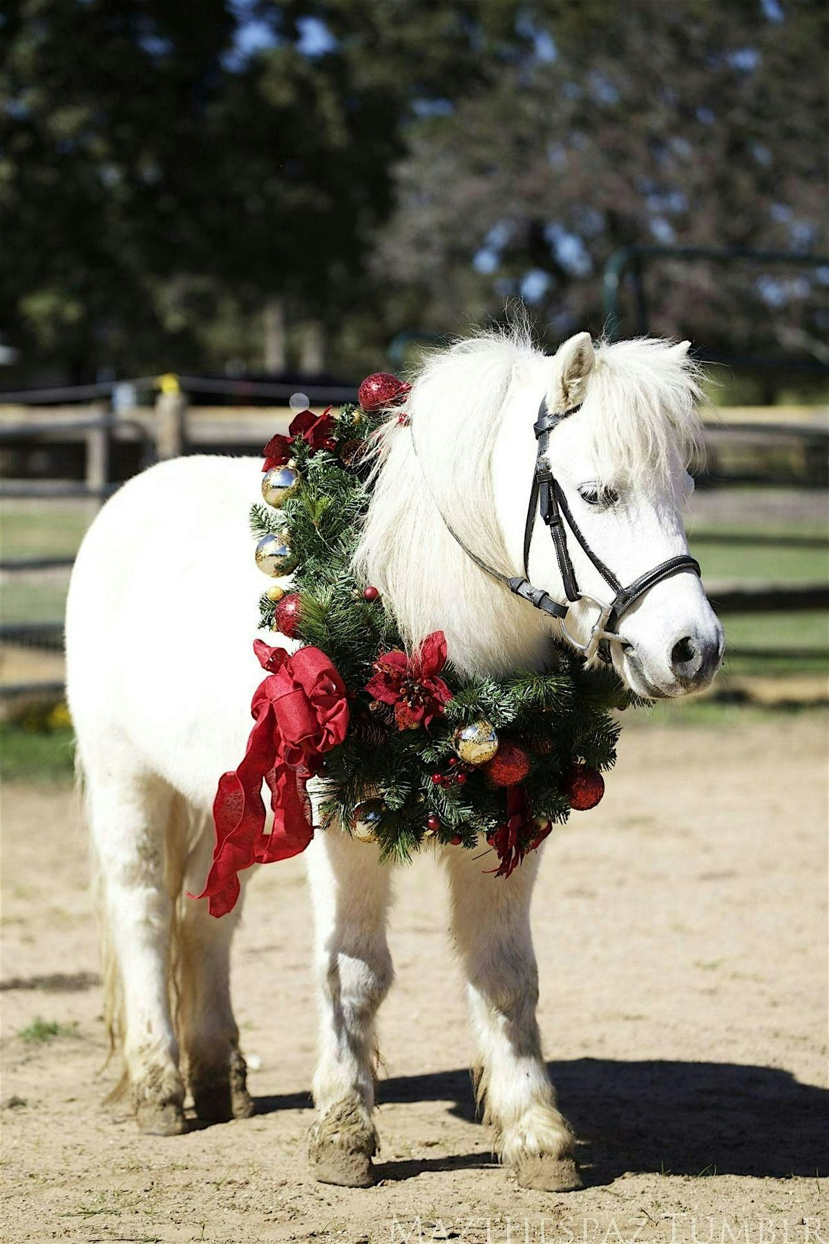 I want a pony for Christmas! A basic overview of horse ownership.