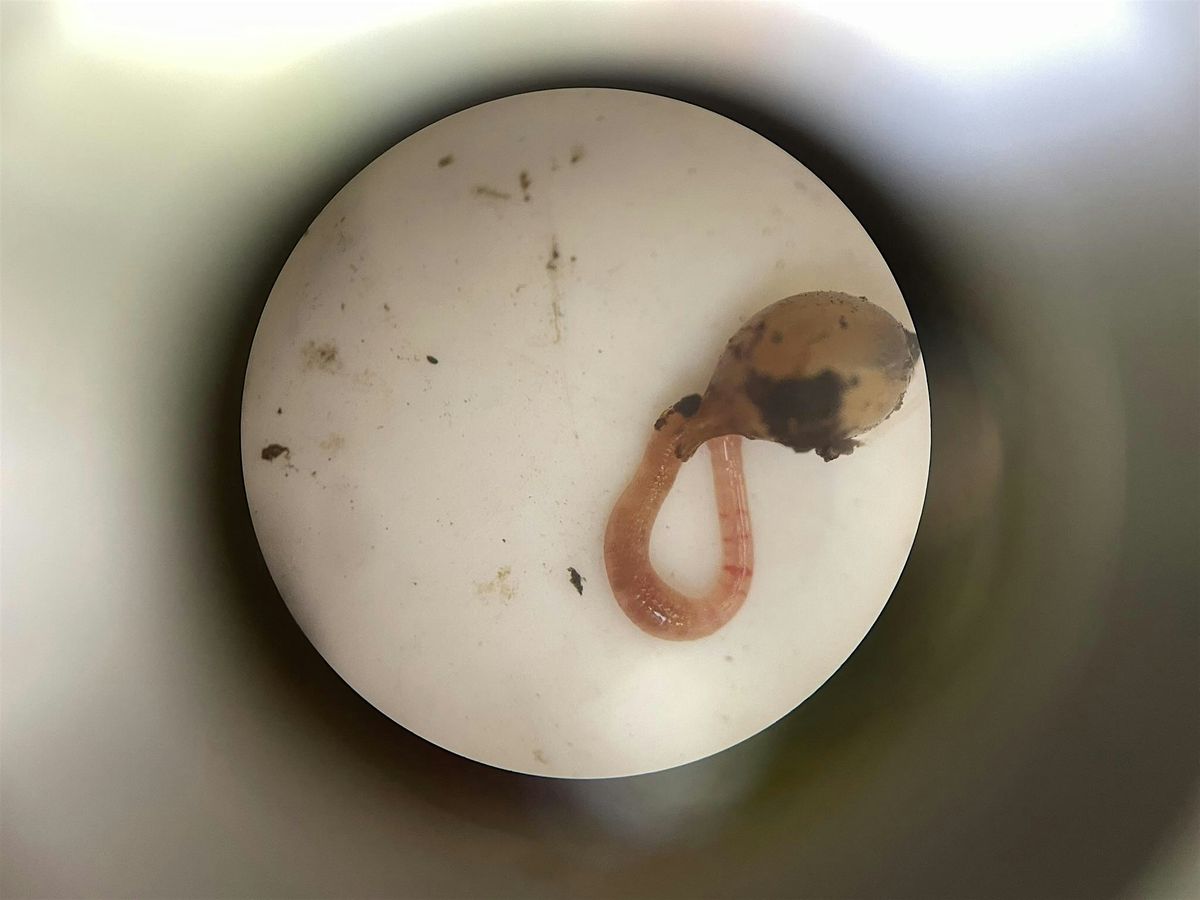 FREE Workshop: Under the Microscope - Living Soils