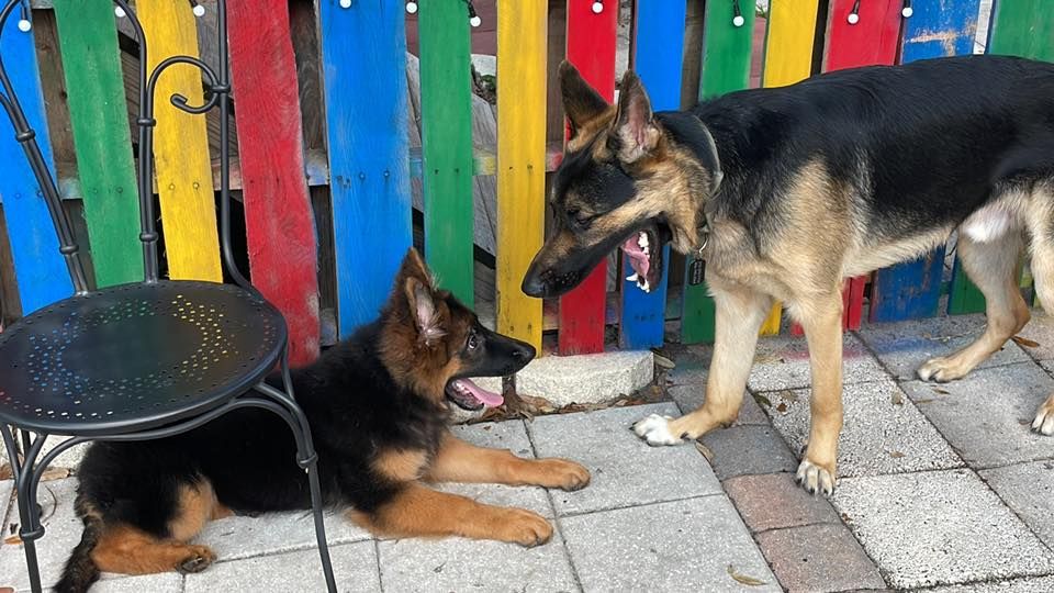 Pet Pro's Of The Burg    1st Official Meeting