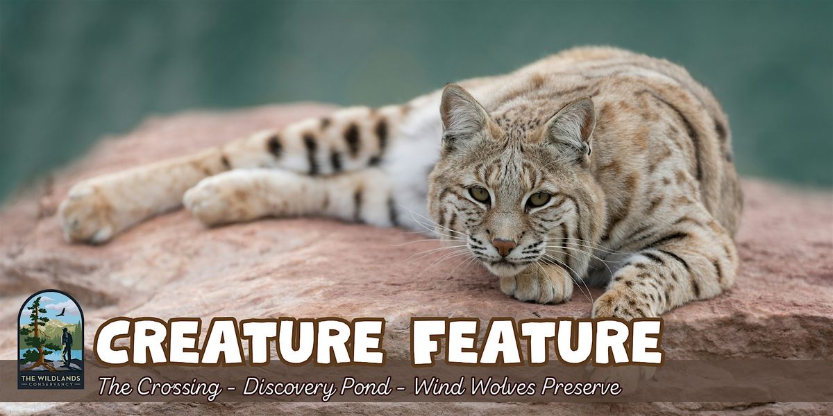 Creature Feature at Wind Wolves Preserve