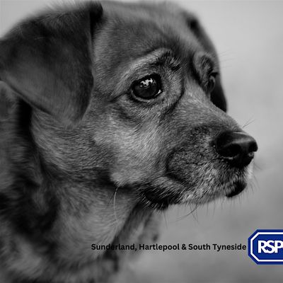 RSPCA Sunderland