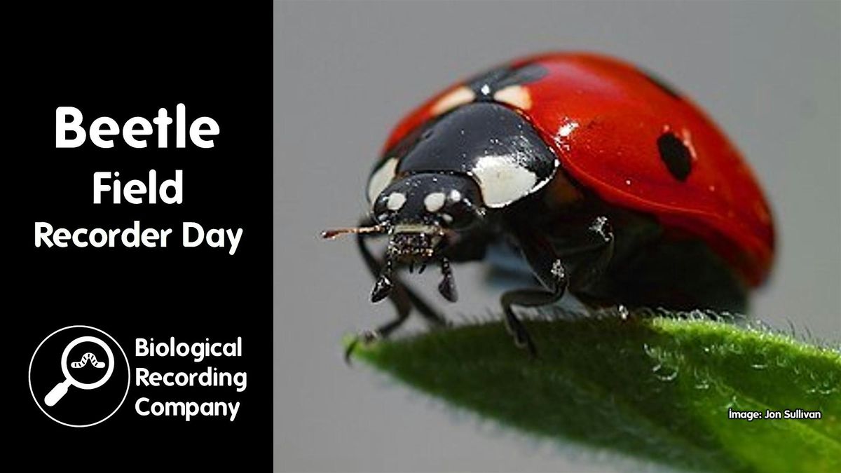 Beetle Field Recorder Day
