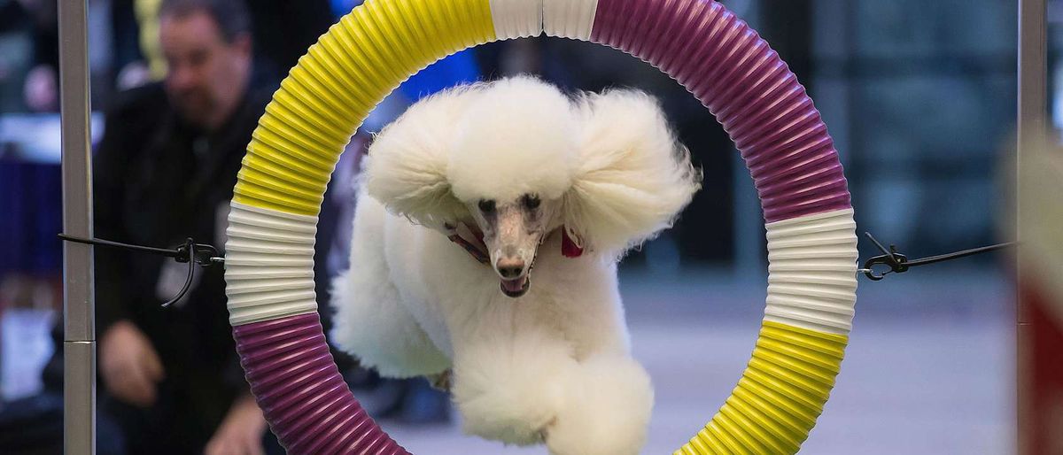 Westminster Kennel Club Dog Show - Agility Preliminaries, Flyball, Demonstration Ring