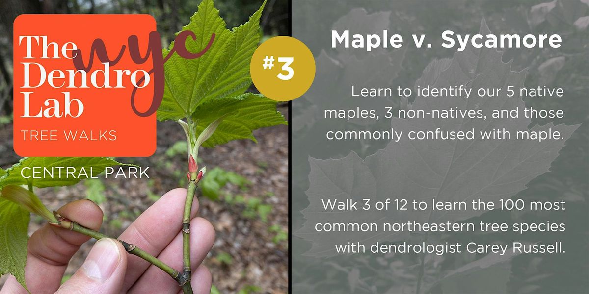 Maple Tree Identification Workshop in Central Park \u2013 2 hrs (10am\u201312)