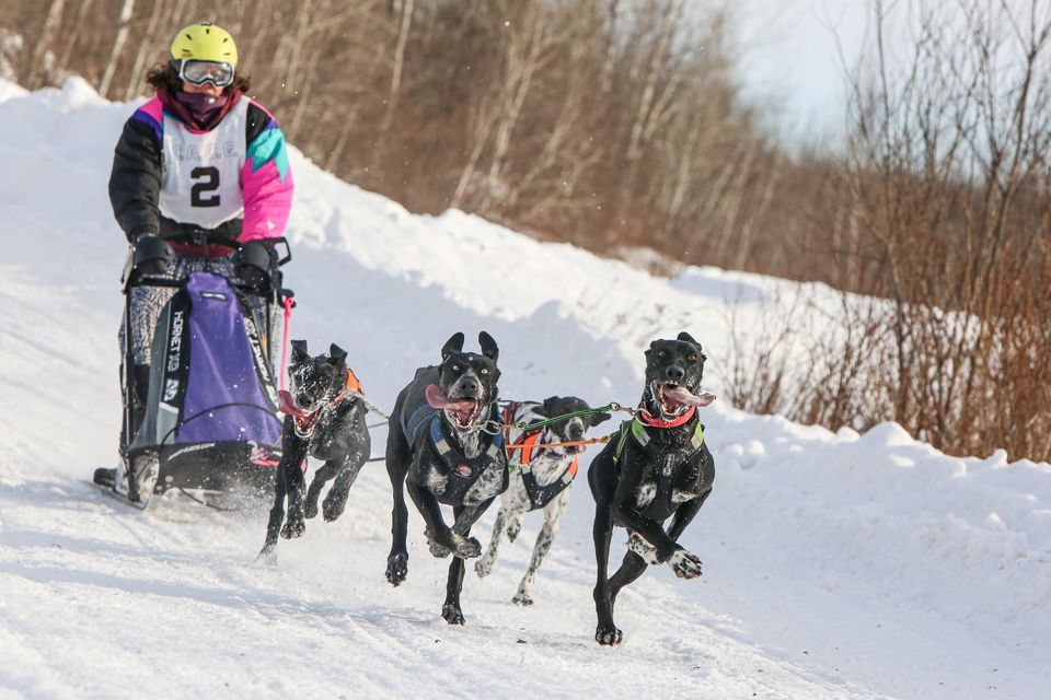2023 Maine State Championship Sled Dog Race | 595 Farmington Falls Rd ...