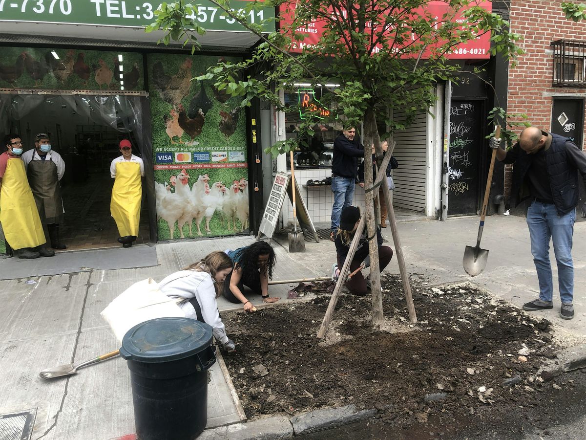 Street Tree Care w \/ Public Service Law Center at Brooklyn Law School