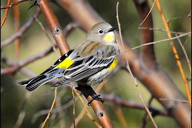 Nature Collective Hosts Wildlife Tour