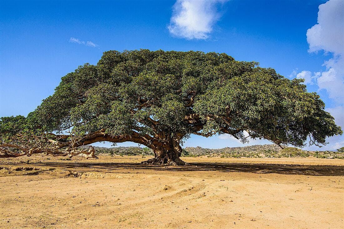 What Do We Carry ? Intergenerational Trauma Among British Eritreans