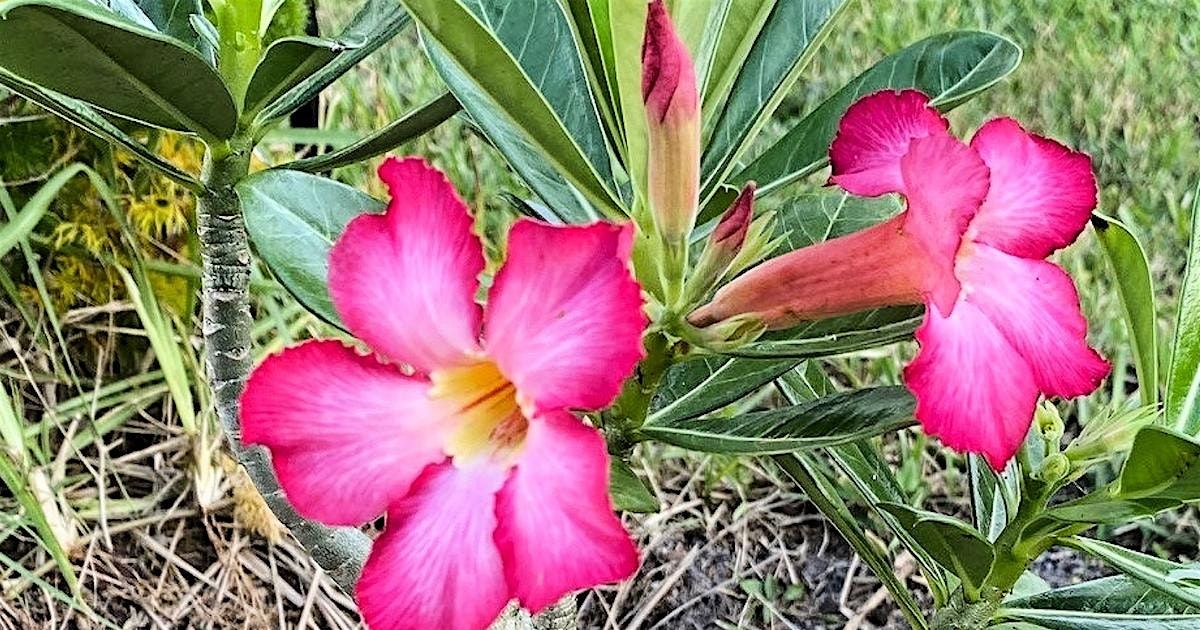 9\/8\/2025 Examining the Desert Rose