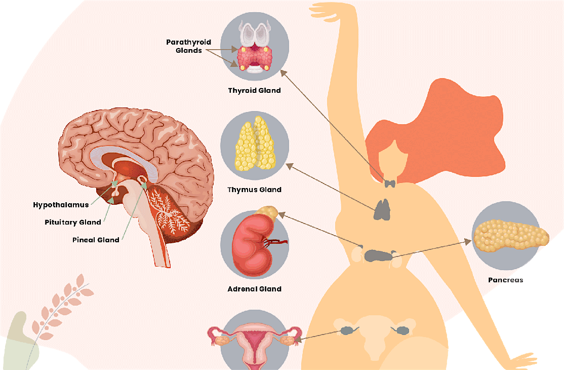 Understanding Your Thyroid! Live with Shivani Doctor