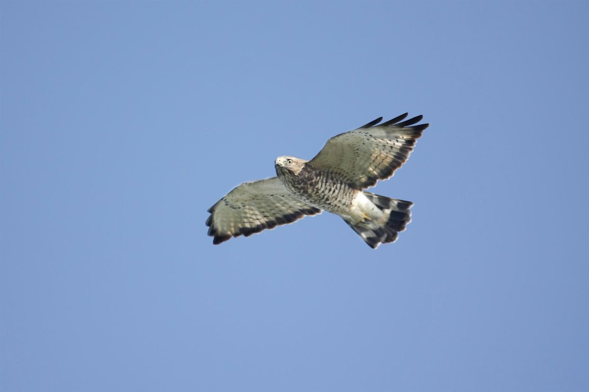 Bernardsville Hawkwatch