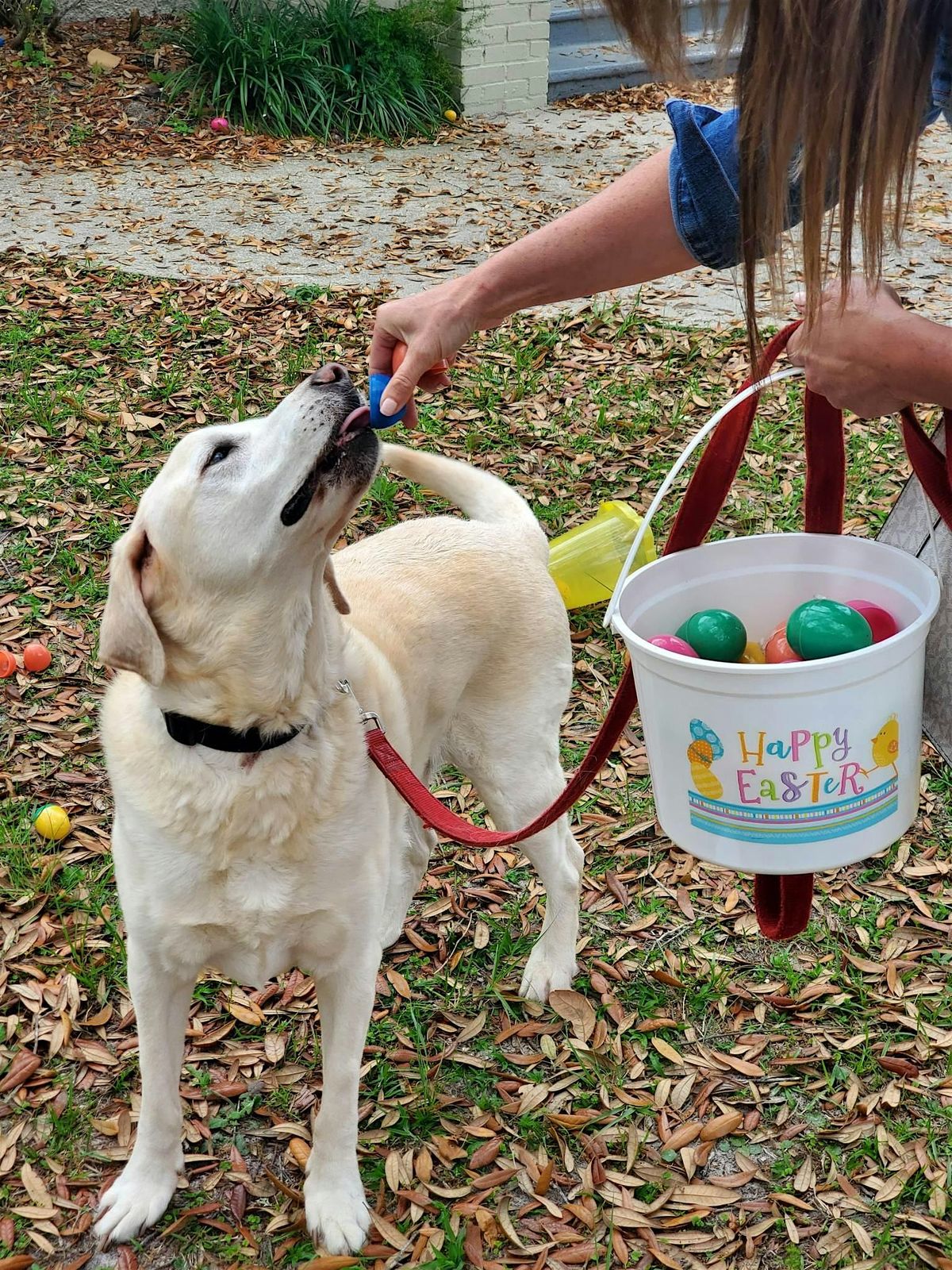 4th Annual B(egg)ing for MORE-Dog Easter Egg Hunt!