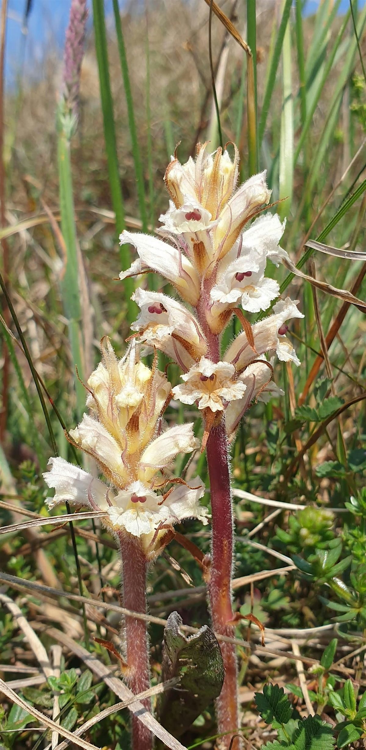 Rare and Unusual Plants and Invertebrates on the Isle of Wight