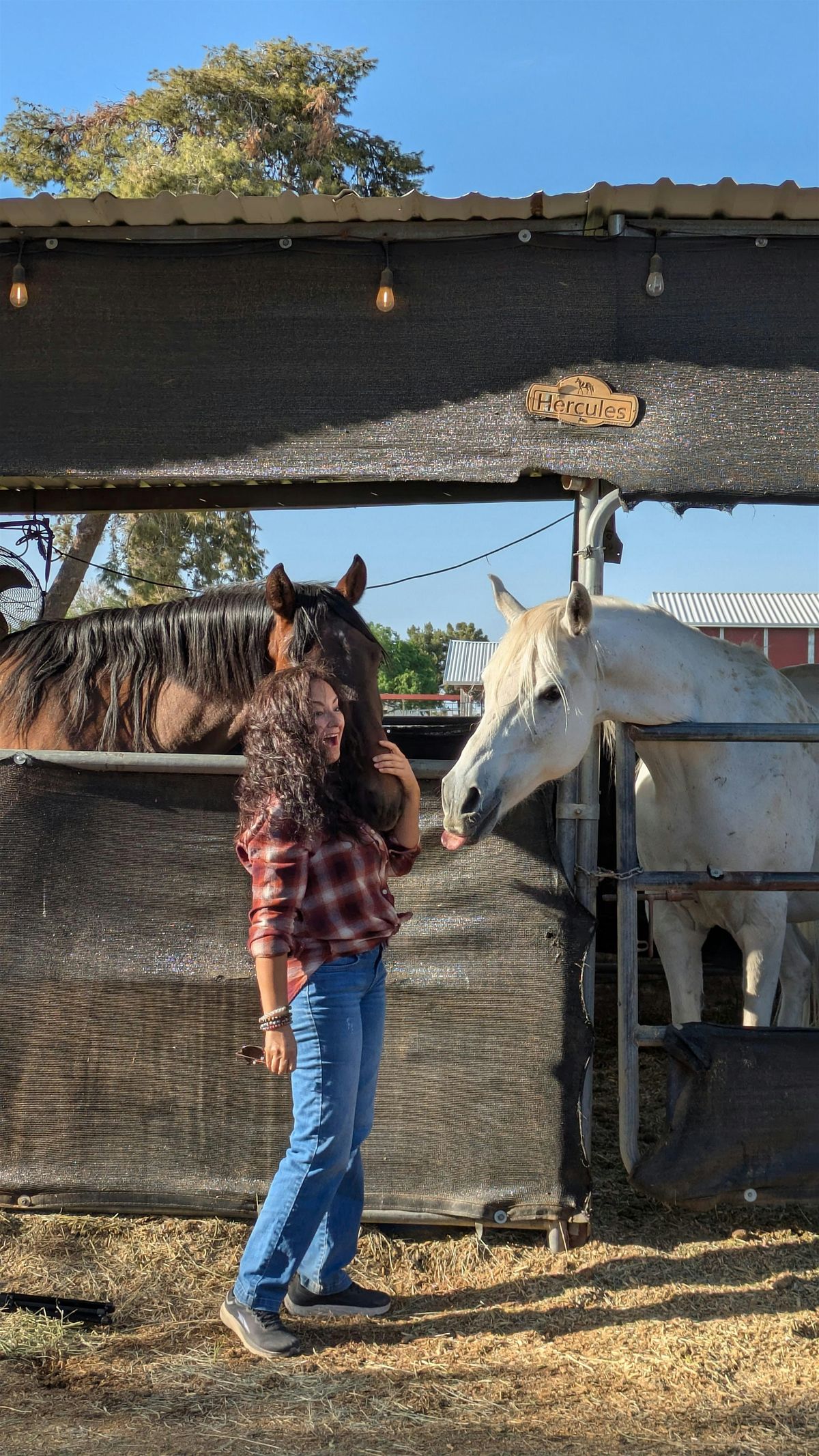 Reiki Among the Horses