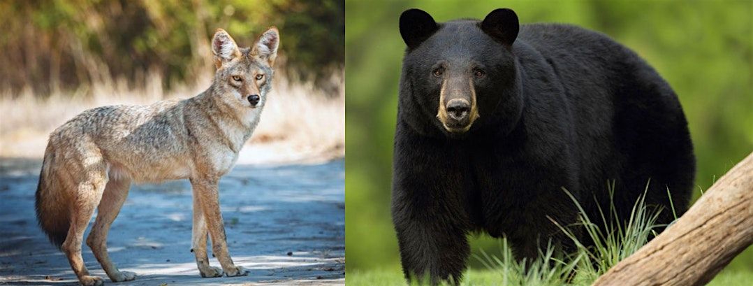 Coyotes & Bears, Oh My!