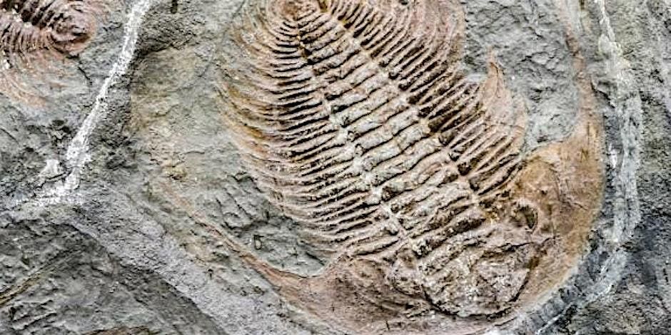 Burpee 2025 Homeschool Enrichment:  Wk #5  Paleontology