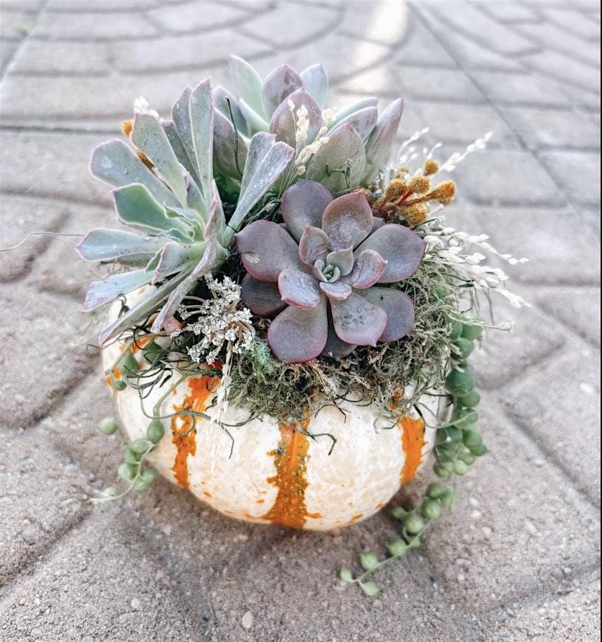 Pumpkins & Succulents Fall Planter Workshop