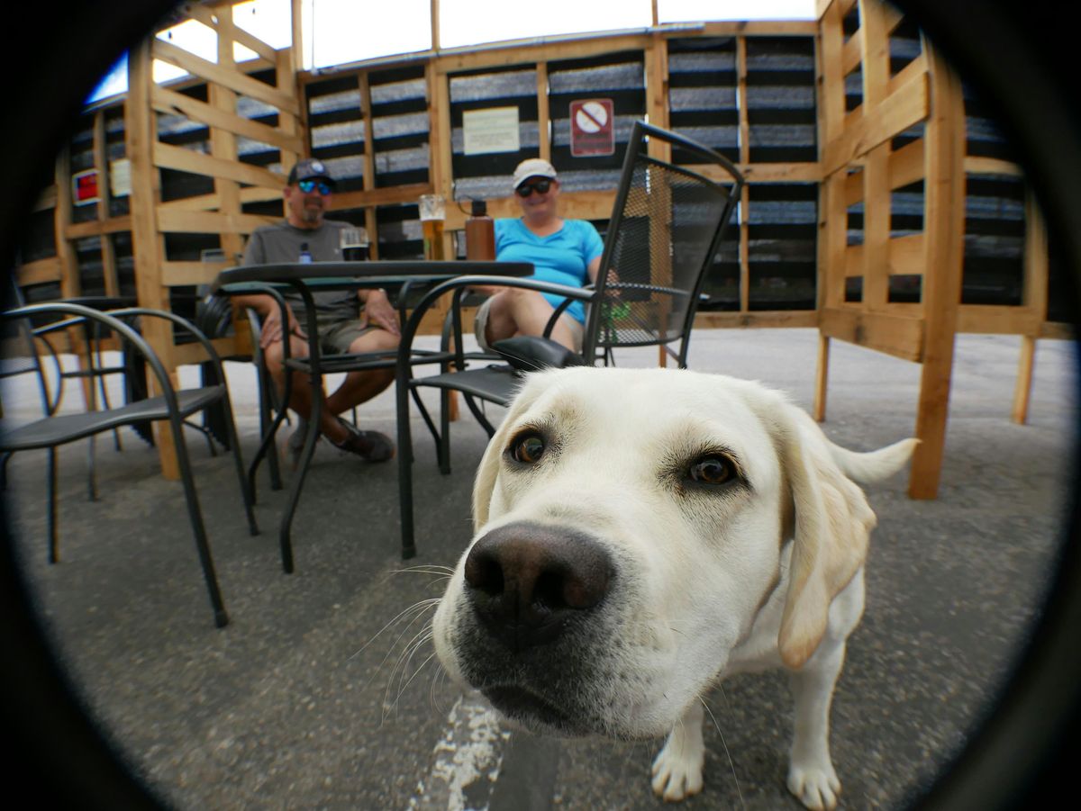 Pupper Tuesdays Happy Hour
