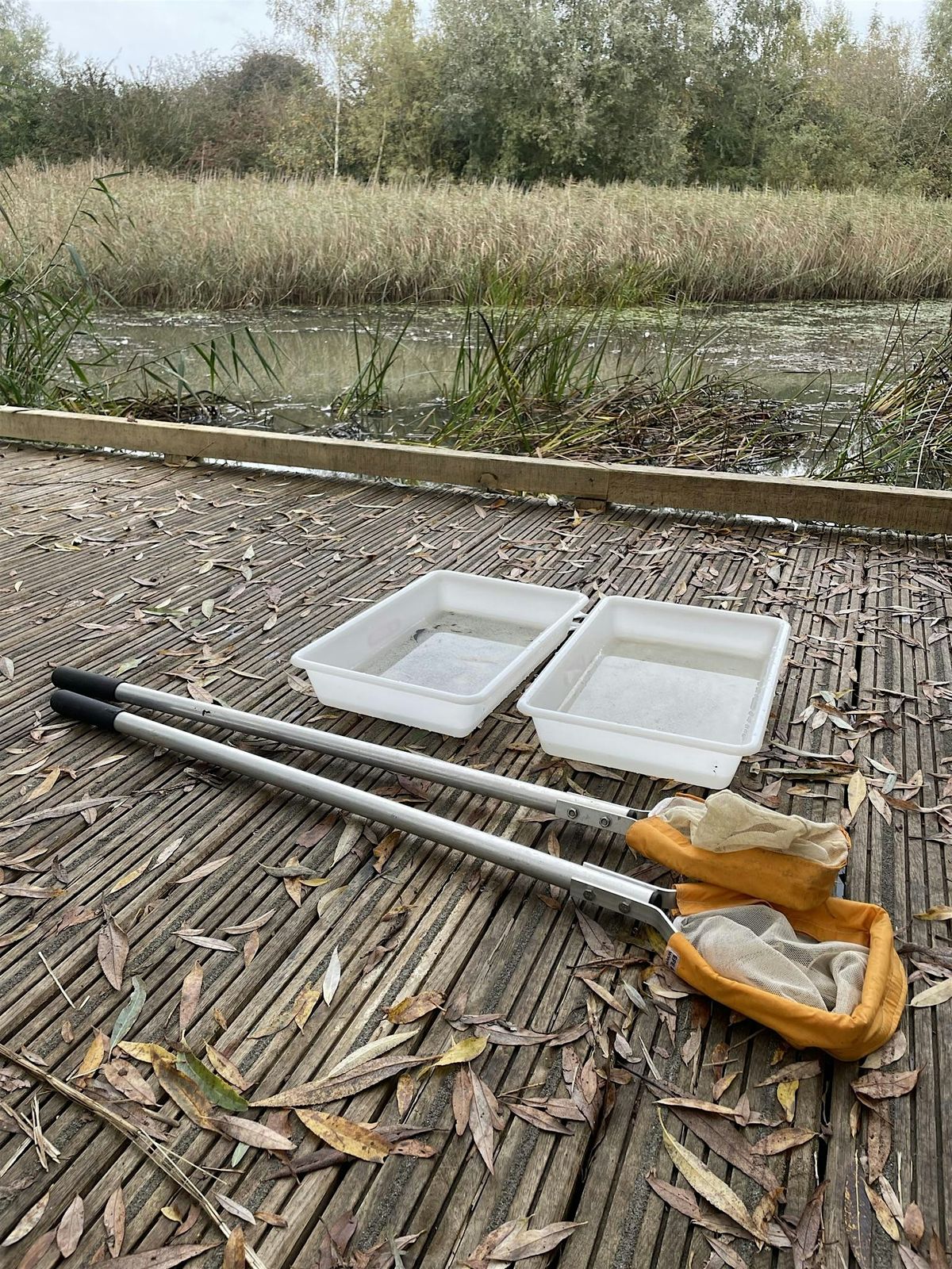 Nature and Natter (Trumpington Meadows): Pond dipping for adults