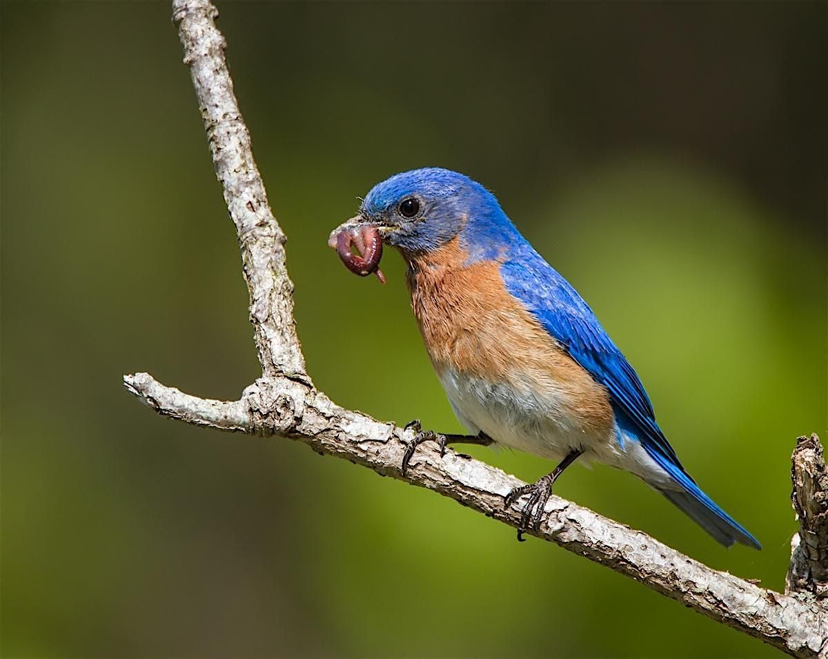Invite Nature Back Into Your Yard - a Special Evening with Doug Tallamy