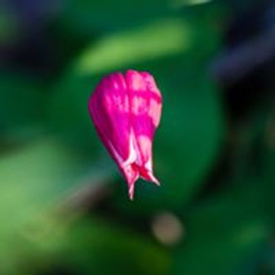 Friends of Balcones Canyonlands National Wildlife Refuge