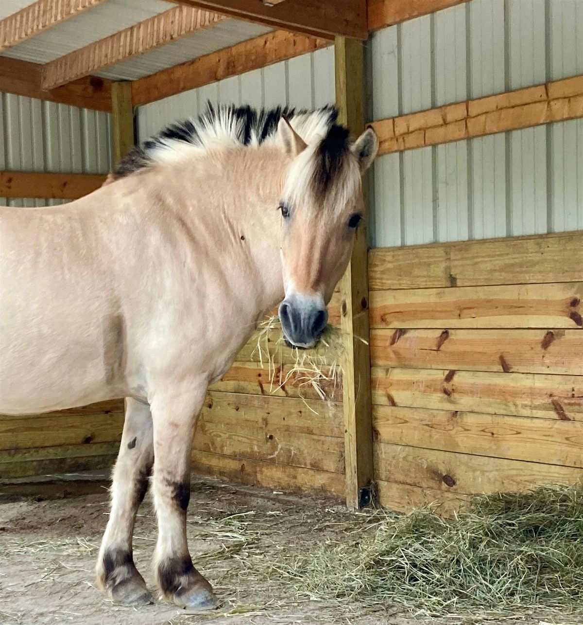 Freedom Riders - Equestrian Program 10\/14\/2025 - 12\/9\/2025