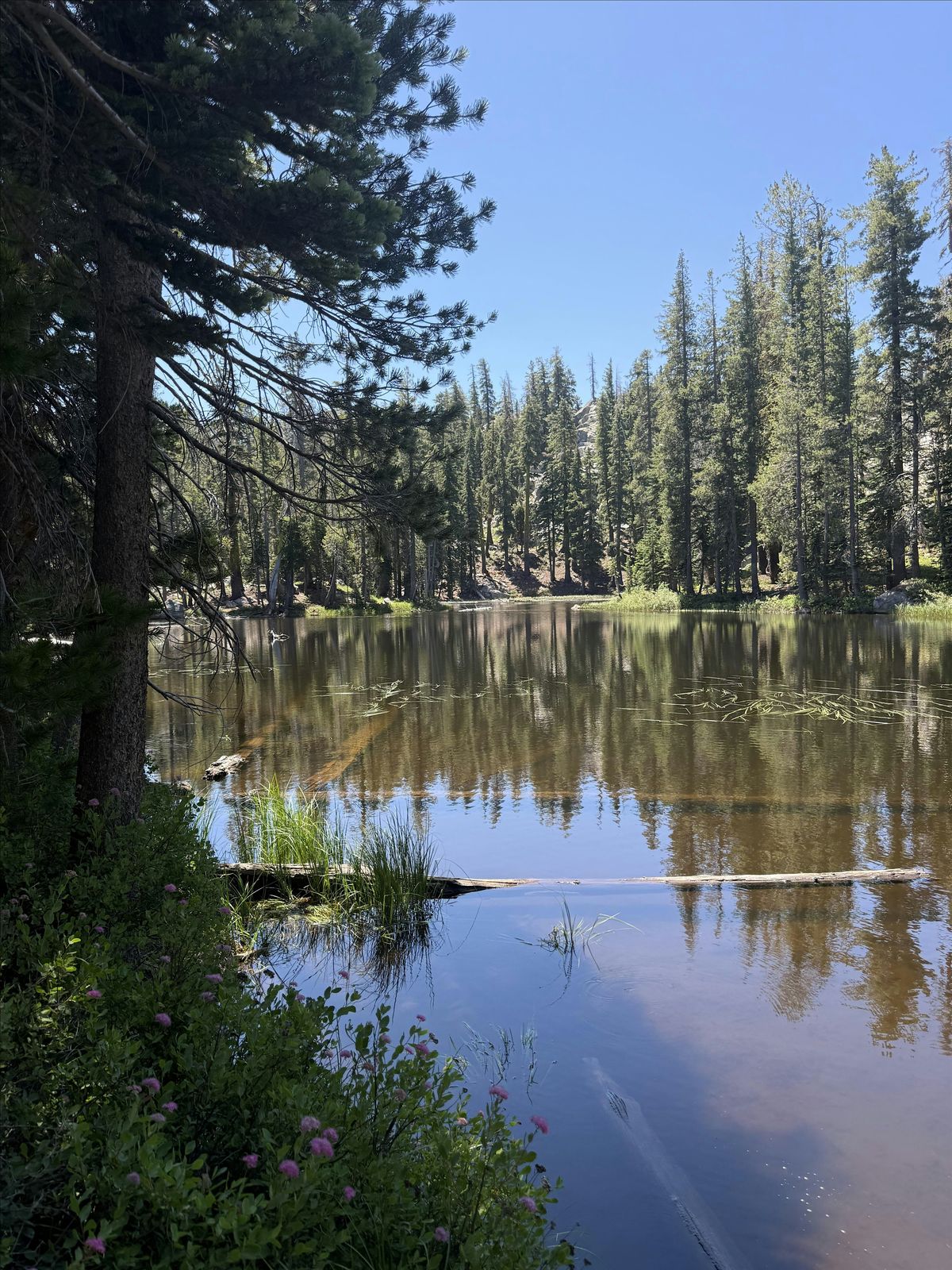 Intro to Backcountry Backpacking in Tahoe National Forest (1-night)