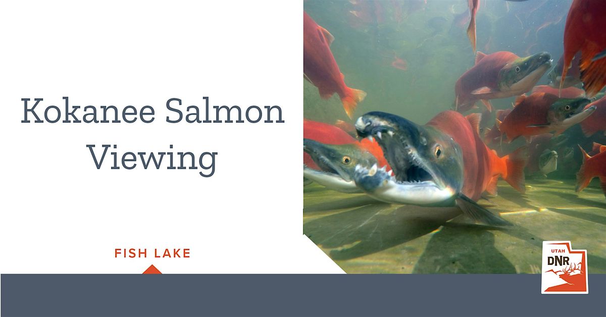 Kokanee Salmon Viewing Event \u2014 Fish Lake