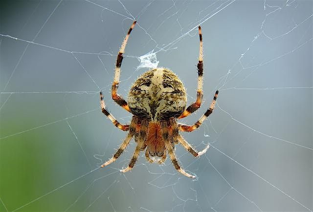Tree Time: Spiders II