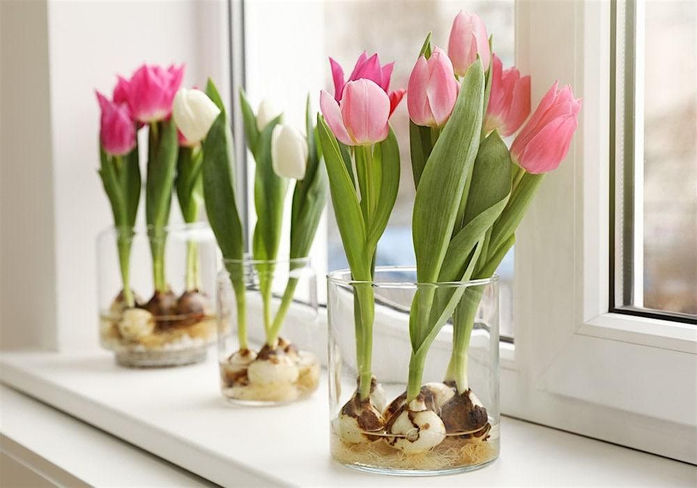 SPRING BULB 101